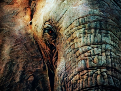 Picture of AFRICAN ELEPHANT WISE EYES