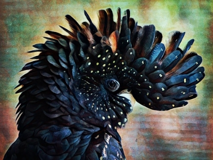 Picture of RED TAILED BLACK COCKATOO CREST