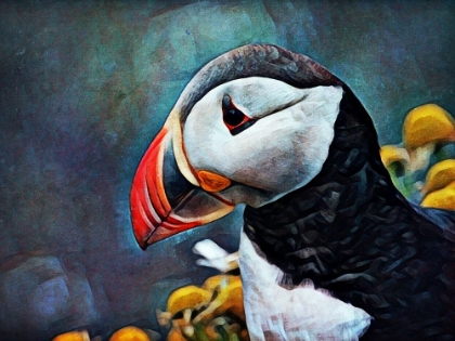 Picture of ATLANTIC PUFFIN PECULIAR