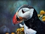 Picture of ATLANTIC PUFFIN PECULIAR