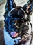 Picture of AMERICAN AKITA PUPPY SMILE