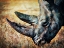 Picture of RHINOCEROS GRAZING GRASS