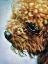 Picture of APRICOT TOY POODLE PUFF