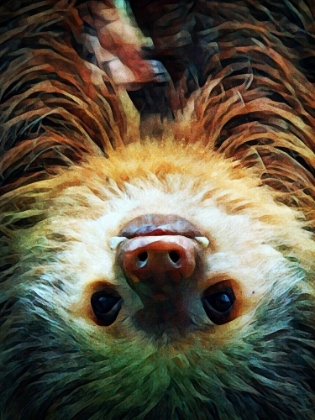 Picture of HOFFMANNS TWO-TOED SLOTH SWING