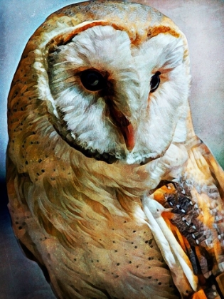 Picture of BARN OWL HEART FACED HUNTER