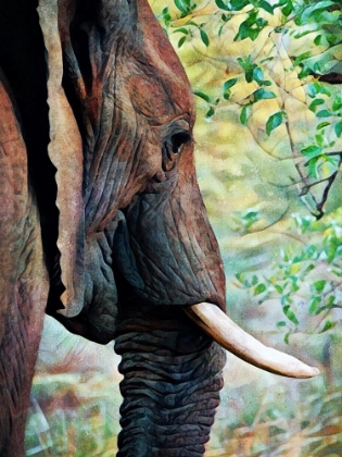 Picture of AFRICAN ELEPHANT ALWAYS LISTENING