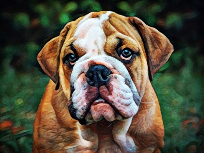 Picture of BRITISH BULLDOG PUPPY POUT