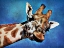 Picture of GIRAFFE HIGH BLUE SKY 