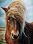 Picture of ICELANDIC HORSE WIND BLOWN BLONDE