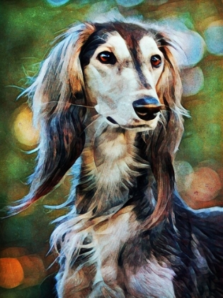 Picture of SALUKI SIGHTED