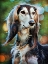 Picture of SALUKI SIGHTED