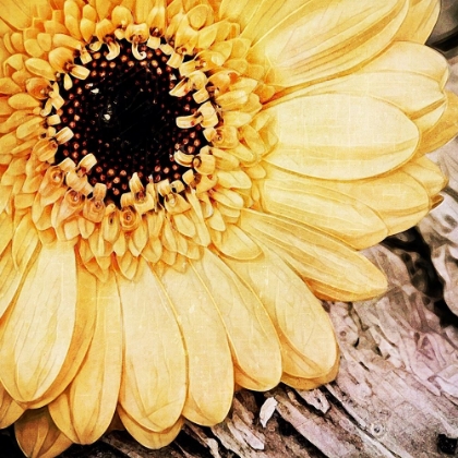 Picture of YELLOW GERBERA DAISY