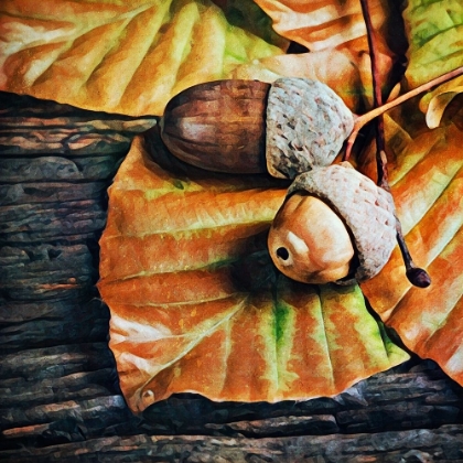 Picture of AUTUMN ACORNS