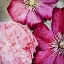 Picture of PRETTY PINK PETALS