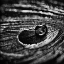 Picture of MONOCHROME FEATHER DROPLET