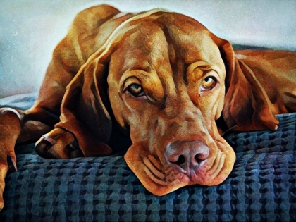 Picture of HUNGARIAN VIZSLA TIME FOR BED