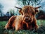 Picture of HIGHLAND COW KINDA REST