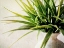 Picture of WHITE POTTED PLANT
