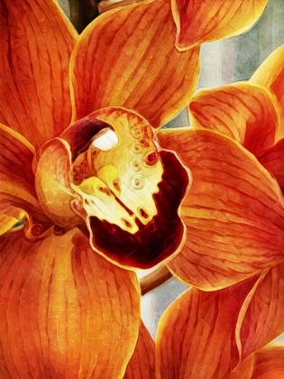 Picture of ORANGE ORCHID