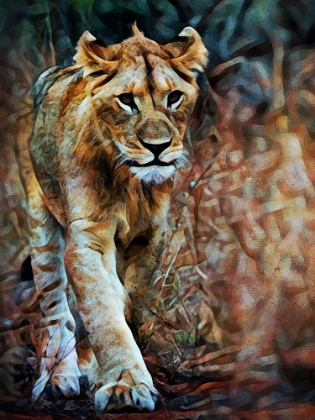 Picture of LION STALKING IN STYLE