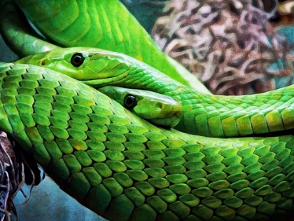 Picture of GREEN MAMBA MAKES TWO