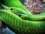 Picture of GREEN MAMBA MAKES TWO
