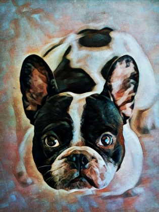 Picture of FRENCH BULLDOG FIXATION