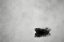 Picture of ALONE
