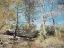 Picture of AUTUMN BRIDGE