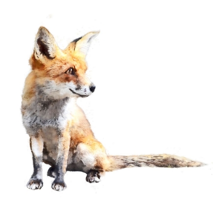Picture of INQUISITIVE FOX