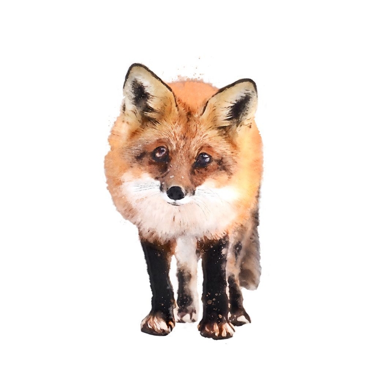 Picture of FULL ON FOX