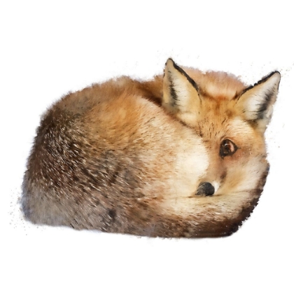 Picture of SLEEPING FOX