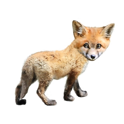Picture of CURIOUS FOX 