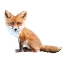 Picture of FOXY BABY