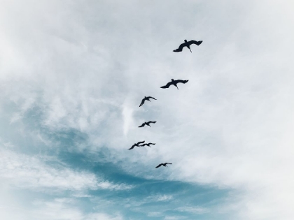 Picture of BEACH BIRDS FLYING