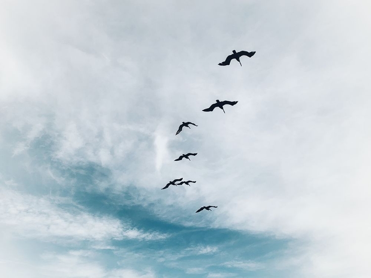 Picture of BEACH BIRDS FLYING