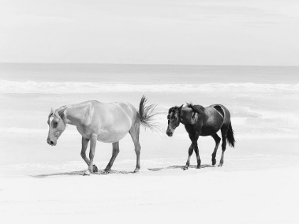 Picture of BEACH HORSE DUO