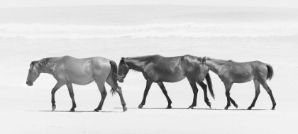 Picture of BEACH HORSE TRIO