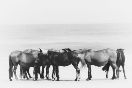 Picture of BEACH HORSE GROUP