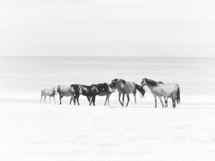 Picture of COROLLA BEACH HORSES