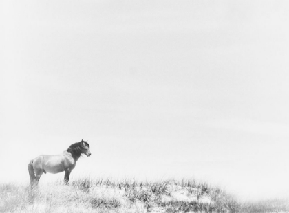 Picture of LONE BEACH HORSE