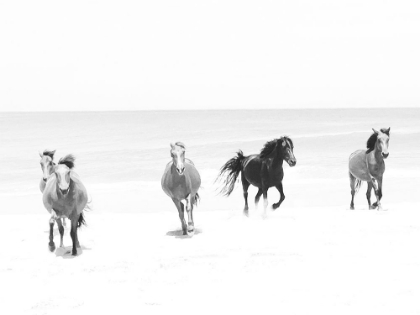 Picture of BEACH HORSES RUNNING