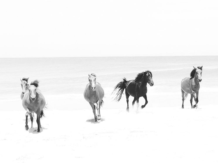 Picture of BEACH HORSES RUNNING