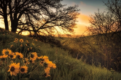 Picture of SUNRISE SILHOUETTE