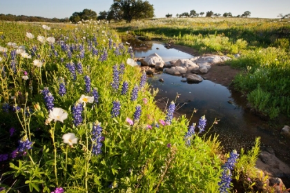 Picture of WILDFLOWERS