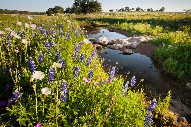 Picture of WILDFLOWERS