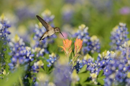 Picture of BLACK-CHINNED HUMMINGBIRD