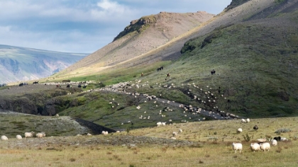 Picture of HERDING SHEEP II