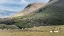 Picture of HERDING SHEEP II