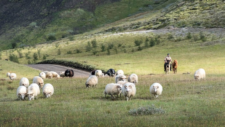 Picture of HERDING SHEEP III